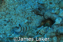 Goby & Shrimp by James Laker 